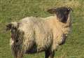 North-east researchers support £6 million novel parasite sheep vaccine project 