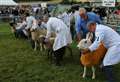Eddie Gillanders: Top livestock and serious discussions are features of shows this summer